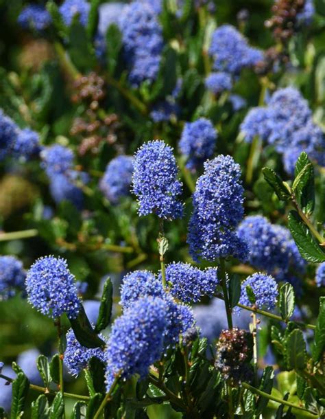 Garden Bushes With Blue Flowers The 10 Best Plants With Blue Flowers