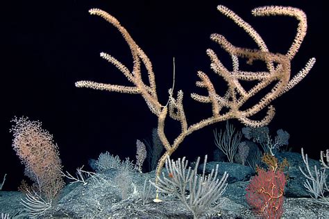 The Deep Sea Coral Reefs Ocean Tales One Ocean Foundation