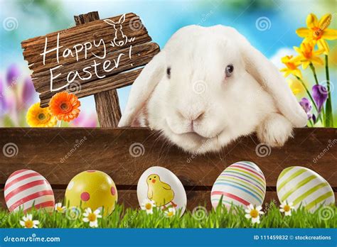 Happy Easter Greeting Card With White Bunny Stock Photo Image Of Eggs