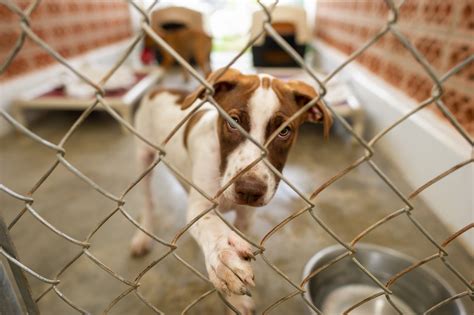 Tacoma Humane Society Sets Record For Adoptions During Capacity Crisis