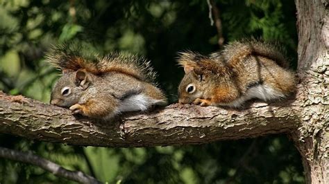Download Wallpaper 1600x900 Squirrels Couple Tree Branch Lie