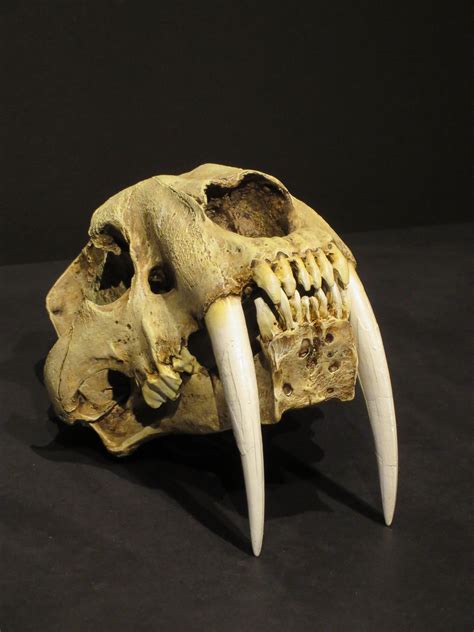 Skull Of A Saber Tooth Tiger Creatures Skull Sabertooth