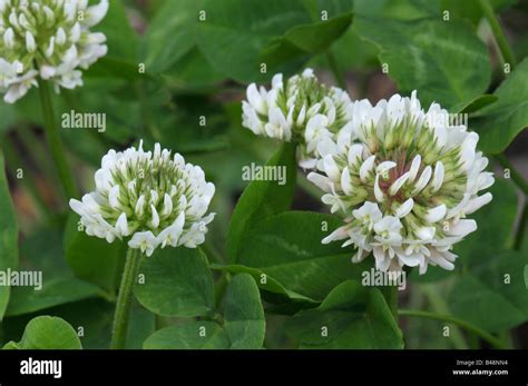 White Clover Trifolium Repens Flowering Stock Photo Alamy