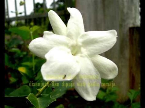 Bunga melur, shah alam, malaysia. bunga: bunga melur in english