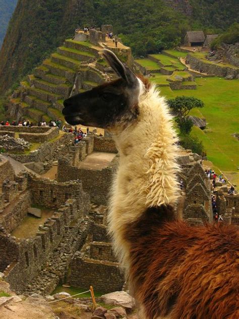 Llama En Macchu Picchu Macchu Picchu Inca Trails Peru