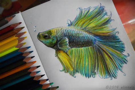 This unfinished drawing is an excellent compare the unfinished drawing to these fish by the same sixth grade student prior to instruction. Beta Fish by elinkalo.deviantart.com on @DeviantArt | Fish ...