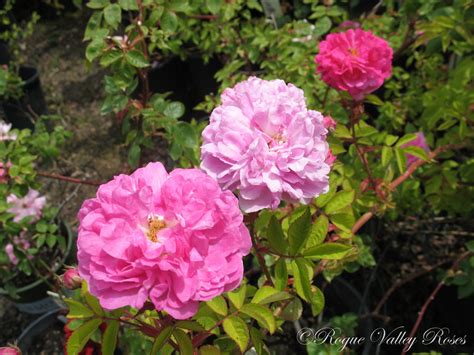 Seven Sisters Rogue Valley Roses