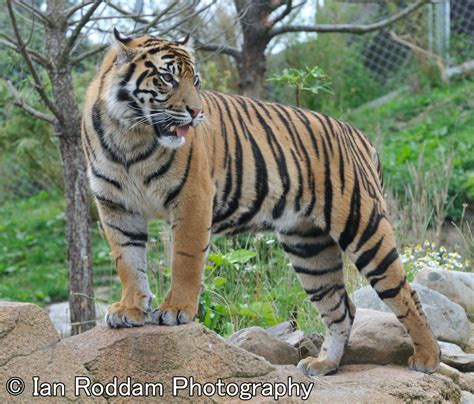 Sumatran Tiger 2 Chester Zoo ベンガルトラ 虎 トラ