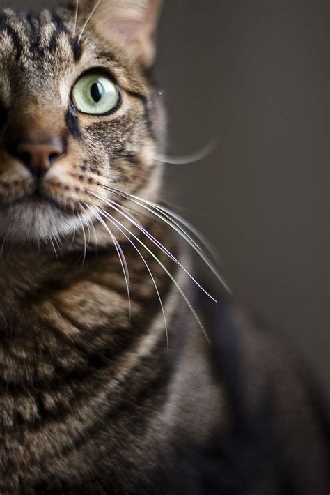 pin de lilián ari en cats iv gatos grises gatos gatos bonitos