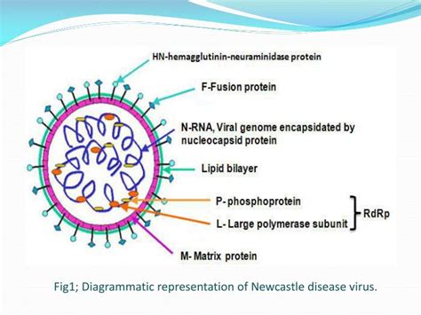 It is transmissible to humans. PPT - NEWCASTLE DISEASE VIRUS PowerPoint Presentation - ID ...