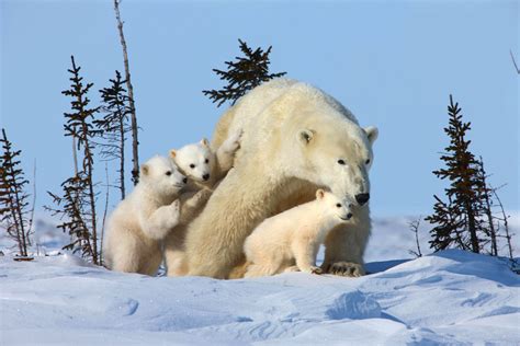 Animales Increibles Oso Polar