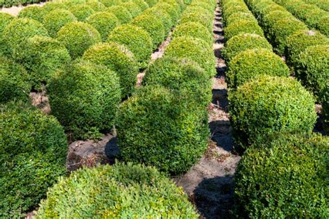 What Are Popular Types Of Boxwood — Our Favorite Ones