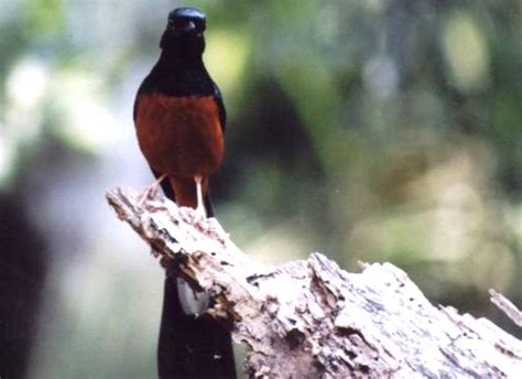Buluh berlangsung kurang maksimal, terutama pada. Habitat Burung Murai Batu Yang Berada Di Indonesia Yang ...