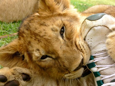 Lion Cub Chewing My Foot Free Stock Photo Public Domain Pictures