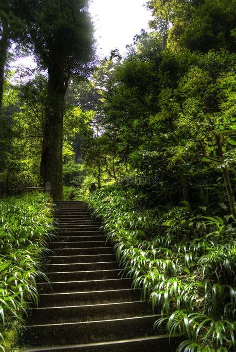 Stairs In A Forest In Hdr Stock Photo Image Of Light 104417936