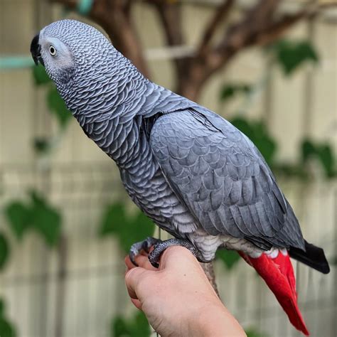 Congo African Grey For Sale Terrys Parrot Farm