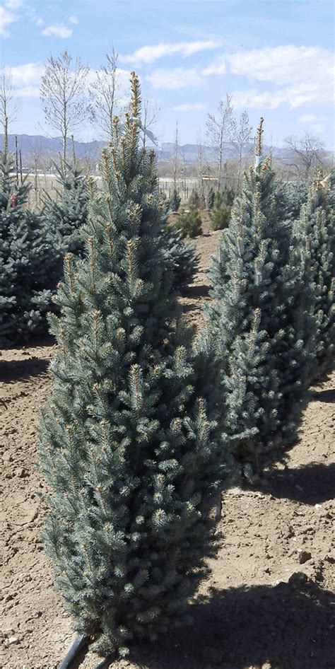 Picea Pungens Iseli Fastigiate Columnar Colorado Spruce 50 Bandb
