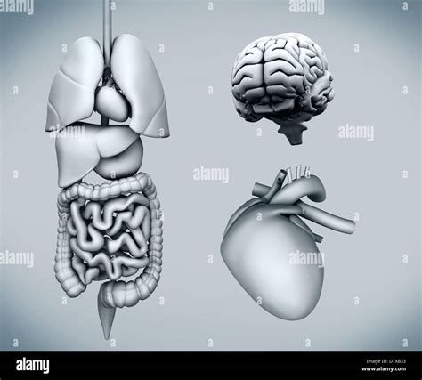 Diagram Of Human Organs Stock Photo Alamy