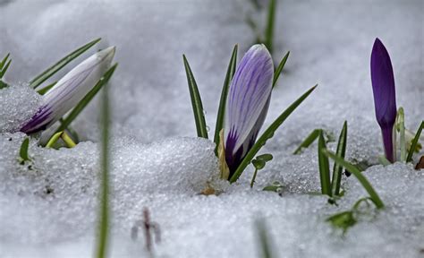 Krokusse Im Schnee Foto And Bild Pflanzen Pilze And Flechten Blüten