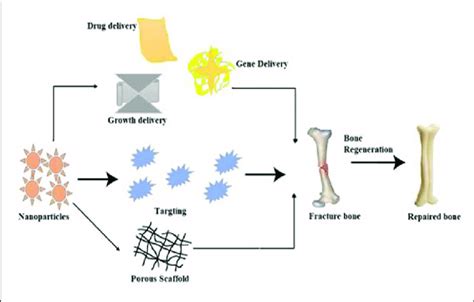 A Schematic Mechanism Of The Bone Tissue Engineering Process By Using