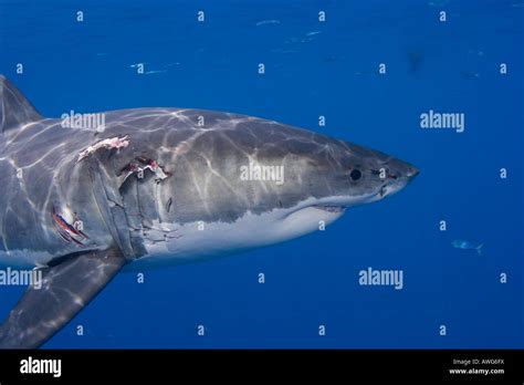 This Great White Shark Carcharodon Carcharias Was Photographed Just Below The Surface Off