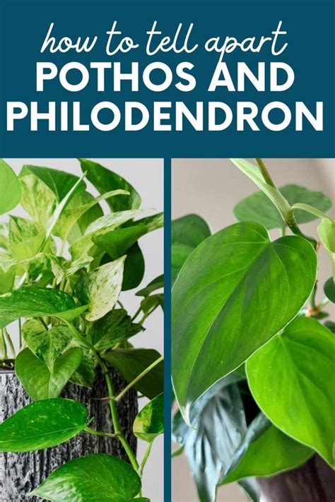How To Tell The Difference Between Pothos Vs Philodendron Growfully