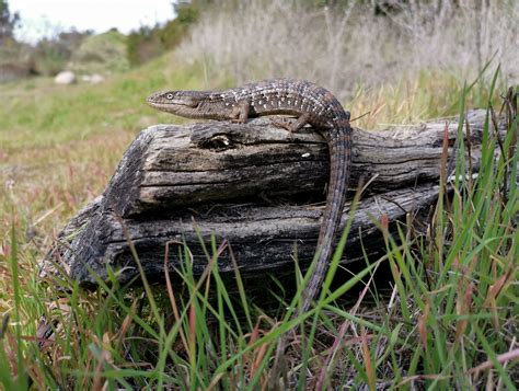 Alligator Escort San Diego – Telegraph