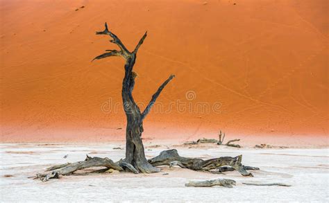 Dode Camelthorn Bomen En Rode Duinen In Deadvlei Sossusvlei Namib
