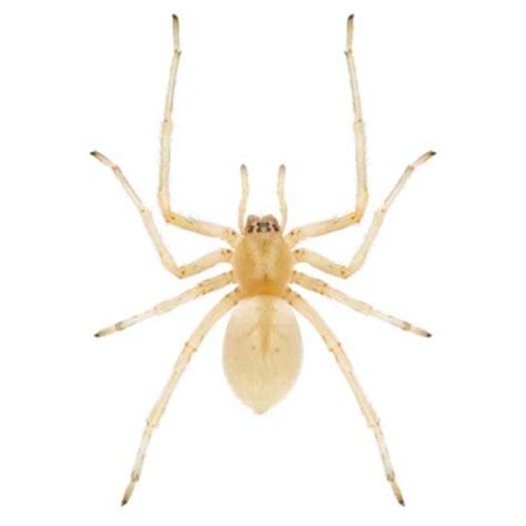 Sac Spider Identification Habits And Behavior Florida Pest Control