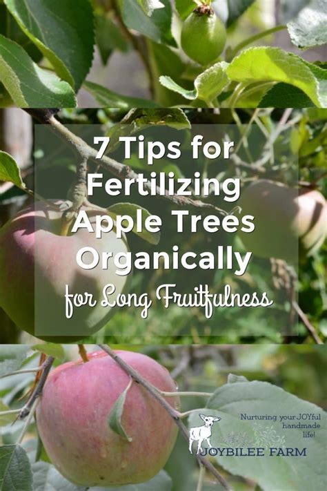 fertilizing apple trees and other fruit trees will keep your orchard healthy and productive but