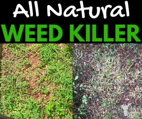 3 Ingredient Natural Weed Killer Homemade Weed Killer Recipe