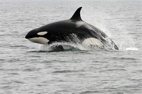 Close Encounter Video Captures A Pod Of Killer Whales Circling