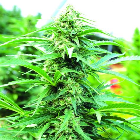 Royal Purple Kush Cbd Emerald Triangle Seeds