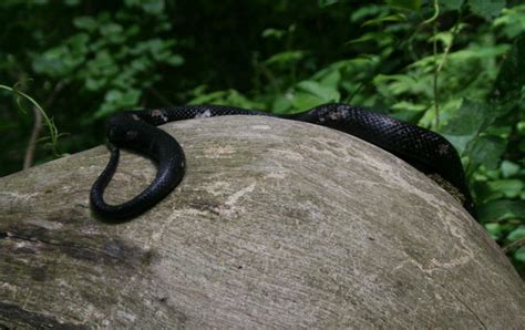 Contact dermatitis happens when your skin reacts badly to something that touches it. The Öko Box: Slitherin' Mania: Copperhead, Black Snake ...