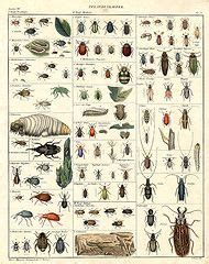 Als hilfe zum analysieren der spuren dient der huntermate. Bird posters, garden birds, woodland birds, farmland birds | Vogelposter, Gartenvögel, Waldvögel ...