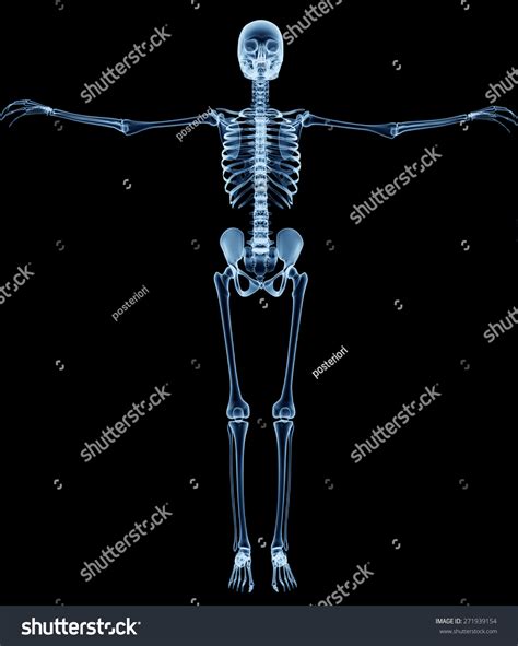 Xray Skeleton On Black Leonardo Da Shutterstock