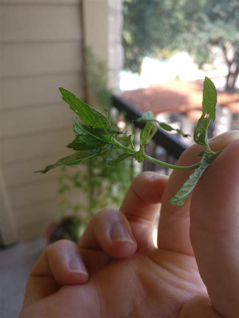Fortunately, there are ways to rid your plants — indoor and outdoor — of aphids, mites and other creepy, crawly or flying bugs without using chemicals. Who can tell me the name of this pest eating my spearmint?