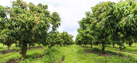 Cogshall mango tree dwarf condo live plant grafted. Mango Tree & Its Uses | Hunker