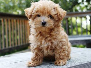 Here at teacups, puppies & boutique ®, we've been specializing in tiny toy and teacup maltipoo puppies for sale since 1999! Maltipoo Puppies For Sale Florida