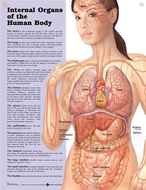 Functionally, it facilitates menstruation, sexual intercourse and childbirth. Internal Organs anatomy poster | Medical, Offices and Simple