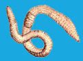 However, instead of breathing through their lungs, they both worms and earthworms need air to survive. Breathe