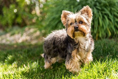 The Yorkshire Terrier Yorkie A Comprehensive Guide
