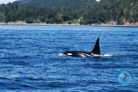 Cetacean Awareness The Southern Resident Killer Whales