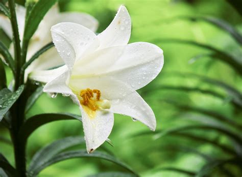 Easter Lily Care And Planting Growing Easter Lily Plants Outdoors