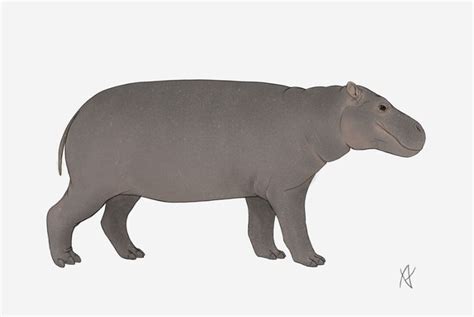 Artstation Malagasy Hippopotamus Hippopotamus Madagascariens
