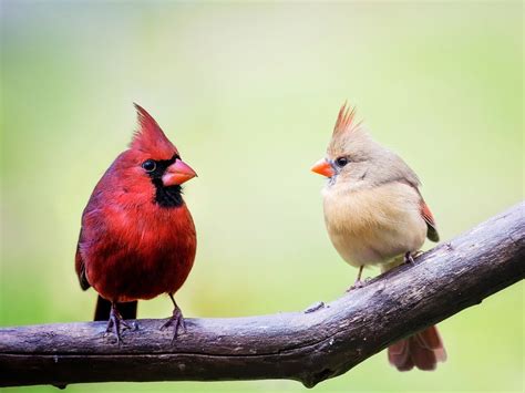 Indianas State Bird The Northern Cardinal Wonderlab