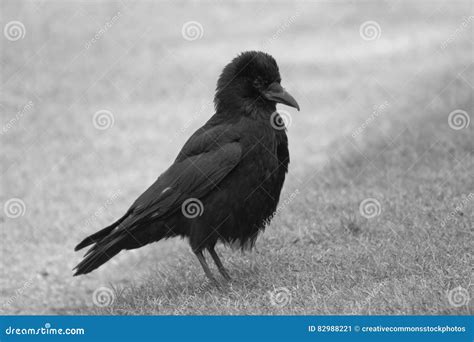 Black Crow Picture Image