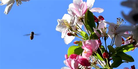 Le printemps est arrivé comme un papillon léger il a décoré les fleurs de ravissantes couleurs c'est la chanson du printemps. Pourquoi le printemps tombe le 20 mars en 2016