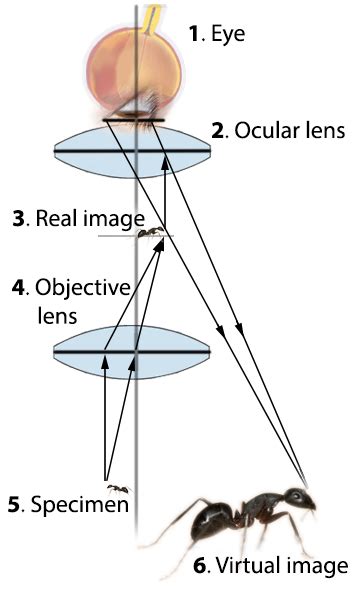Microscope Magnification Calculator • Microscopy • Convertori Online
