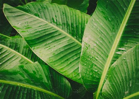 Banana Leaves Background High Quality Nature Stock Photos Creative